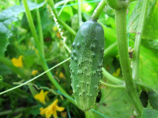 Growing young Cucumber in the garden — Stock Photo, Image