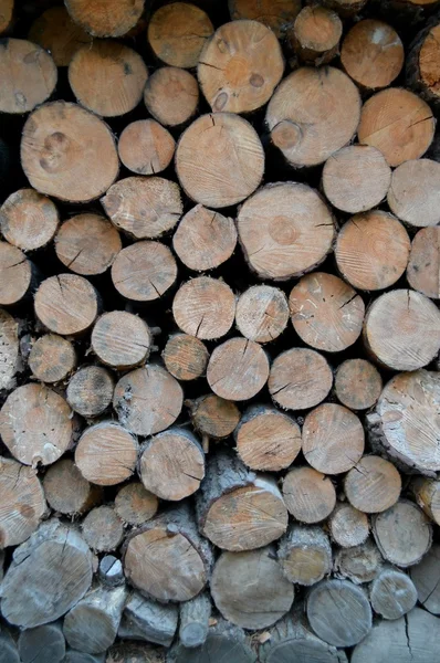 Stacked tree wood logs background — Stock Photo, Image
