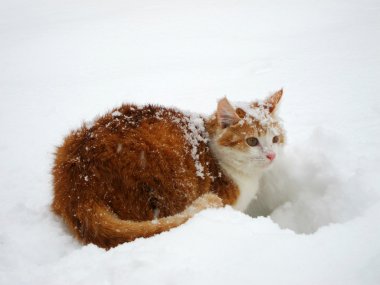 Beyaz kar üzerinde kırmızı ve beyaz kedi