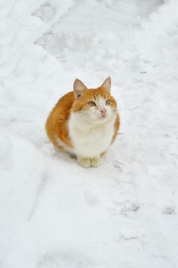 Korkmuş kedi karda oturan