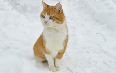 Korkmuş kedi karda oturan