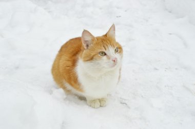 Korkmuş kedi karda oturan