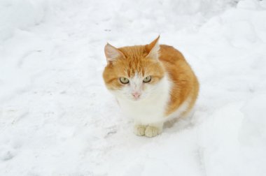 Korkmuş kedi karda oturan