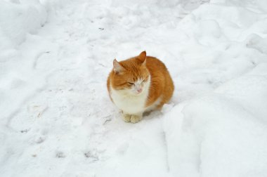 Korkmuş kedi karda oturan