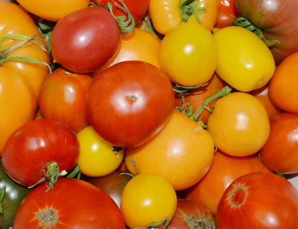 Organic, small, yellow and red tomatoes — Stock Photo, Image