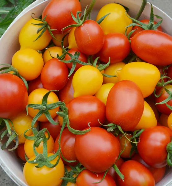 Organik, küçük, sarı ve kırmızı domates