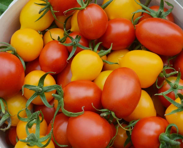 Οργανικά, φυσικά, φρέσκα κόκκινες ντομάτες — Φωτογραφία Αρχείου