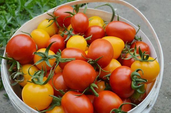 Органические, натуральные, свежие красные помидоры — стоковое фото