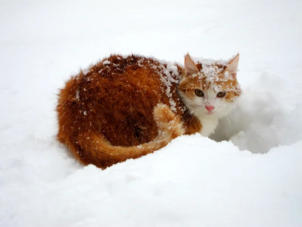 Rote und weiße Katze auf dem weißen Schnee — Stockfoto