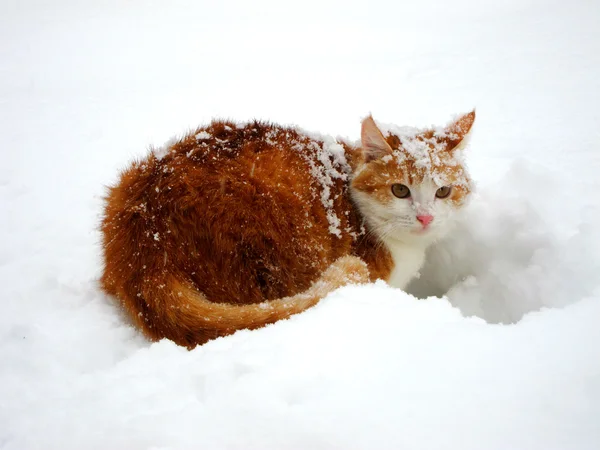Rote und weiße Katze auf dem weißen Schnee — Stockfoto