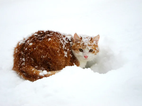 Beyaz kar üzerinde kırmızı ve beyaz kedi — Stok fotoğraf