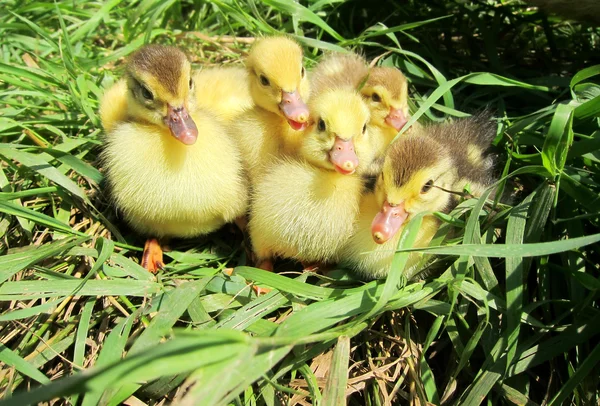 Little cute ducklings on green grass, outdoors