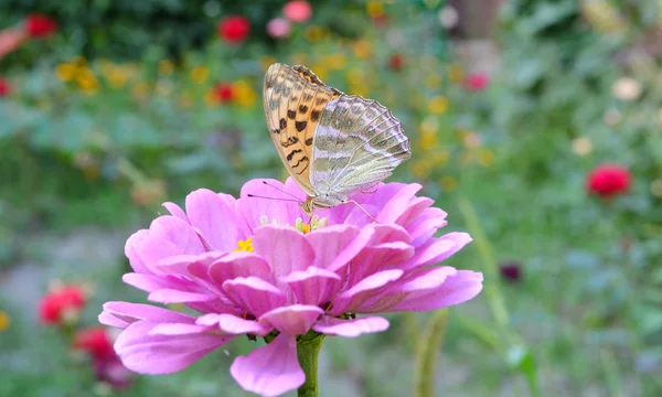 Borboleta em uma flor — Fotografia de Stock