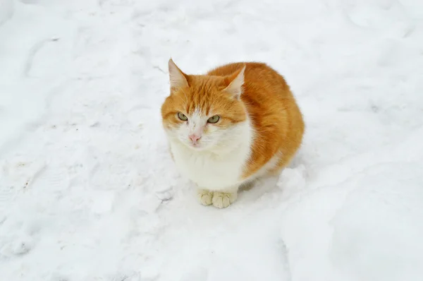 Korkmuş kedi karda oturan — Stok fotoğraf