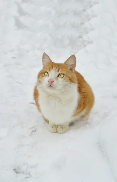Korkmuş kedi karda oturan — Stok fotoğraf