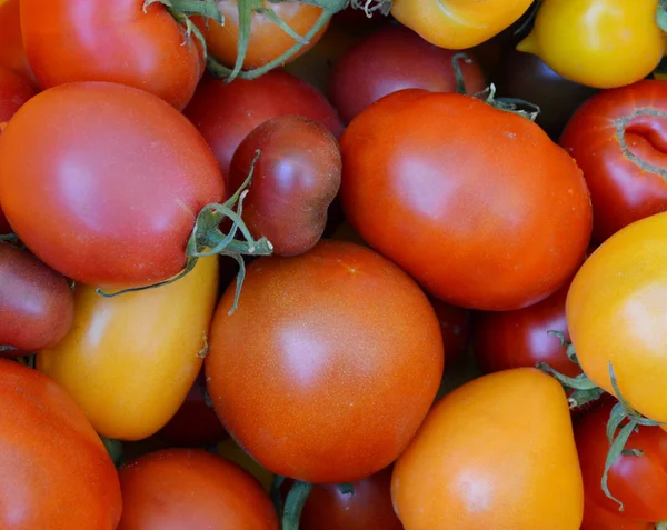 Ekologisk, små, gula och röda tomater Stockbild