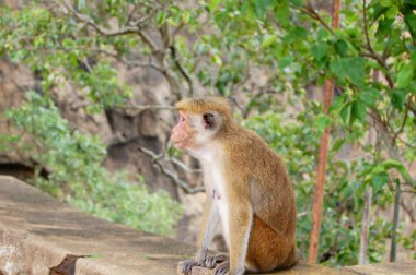 Maymun bir ağaç, yaban hayatı.