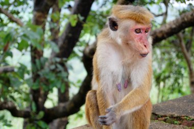 Maymun bir ağaç, yaban hayatı