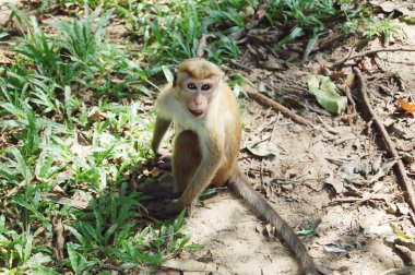 Maymun bir ağaç, yaban hayatı.