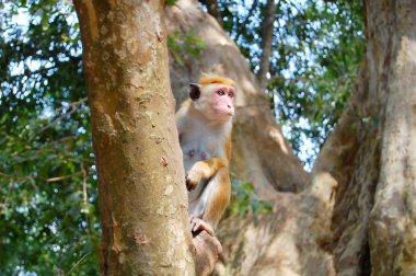 Maymun bir ağaç, yaban hayatı.