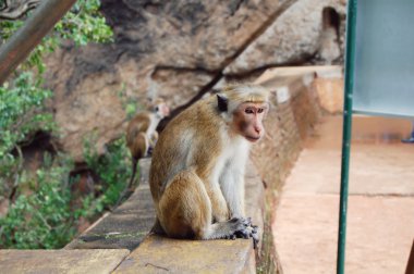 Maymun bir ağaç, yaban hayatı.