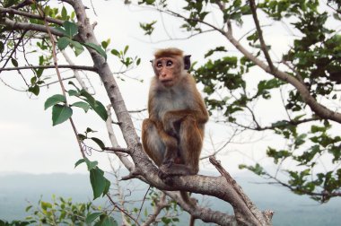 Maymun bir ağaç, yaban hayatı.