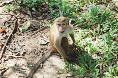 Maymun bir ağaç, yaban hayatı.