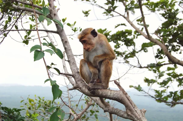 Macaco sentado em uma árvore, vida selvagem — Fotografia de Stock