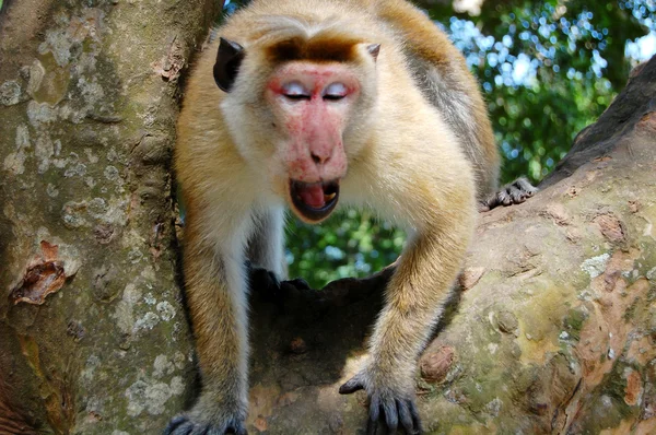 Affe sitzt auf einem Baum, Wildtiere. — Stockfoto