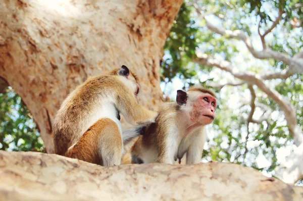 Monkey sitting on a tree, wildlife. — Stock Photo, Image