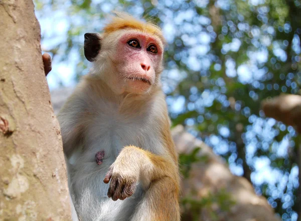 Mono sentado en un árbol, vida silvestre . —  Fotos de Stock
