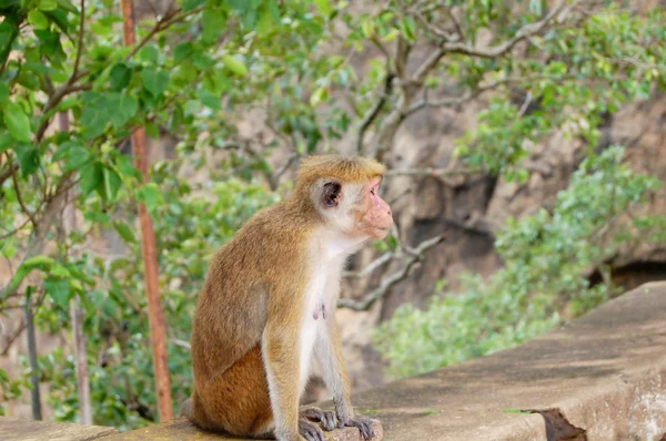 Siedzi na drzewie, dzikość małpa. — Zdjęcie stockowe
