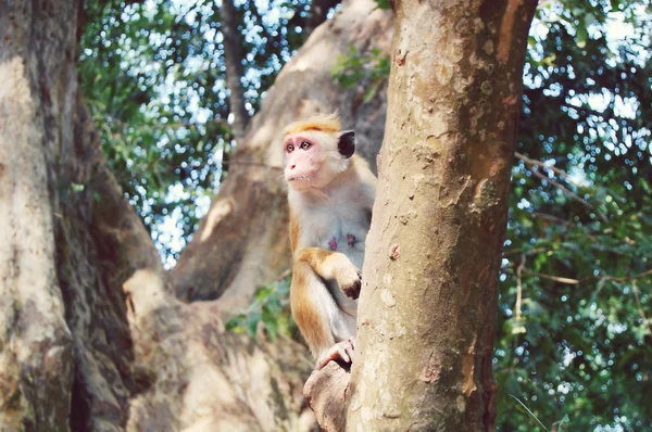 Mono sentado en un árbol, vida silvestre . — Foto de Stock