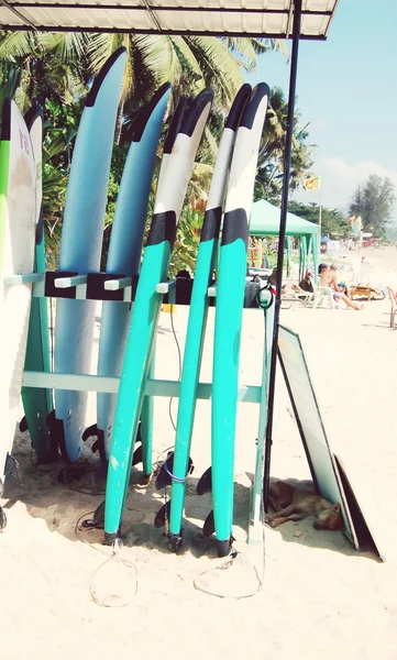 Tablas de surf en la playa y el perro — Foto de Stock