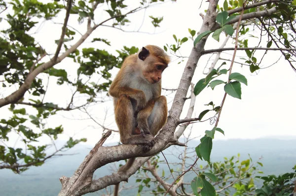 Affe sitzt auf einem Baum, Wildtiere. — Stockfoto