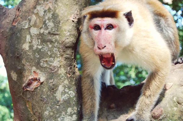 Singe assis sur un arbre, la faune . — Photo