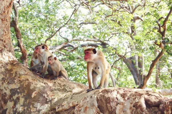 Affe sitzt auf einem Baum, Wildtiere. — Stockfoto