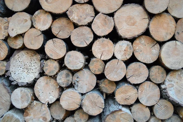 Stacked tree wood logs — Stock Photo, Image