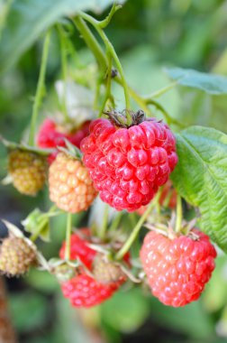 Olgun, sulu, kırmızı, organik ahududu yakın çekim