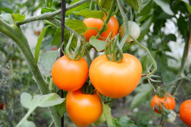 Organik, küçük, sarı ve kırmızı domates