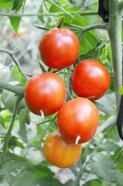 Organik, küçük, sarı ve kırmızı domates