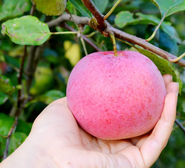 Ripe red apple on a branch — Stock Photo, Image
