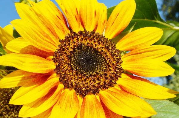 Krásné světlé slunečnice s včela — Stock fotografie