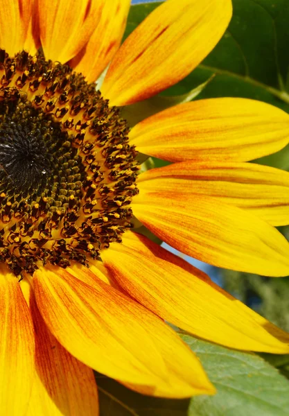 Arı ile güzel parlak ayçiçeği — Stok fotoğraf