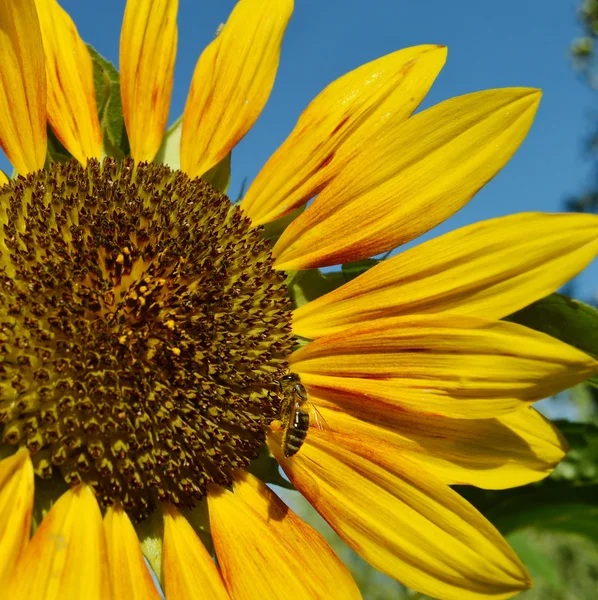 Krásné světlé slunečnice s včela — Stock fotografie