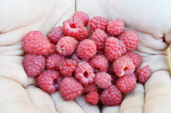 Raspberry in the hands of men — Stock Photo, Image