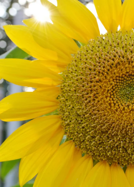 Dos abejas en un girasol — Foto de Stock