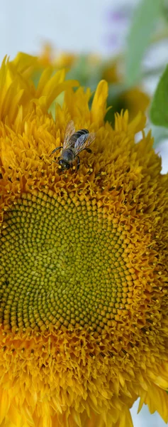 Dos abejas en un girasol — Foto de Stock