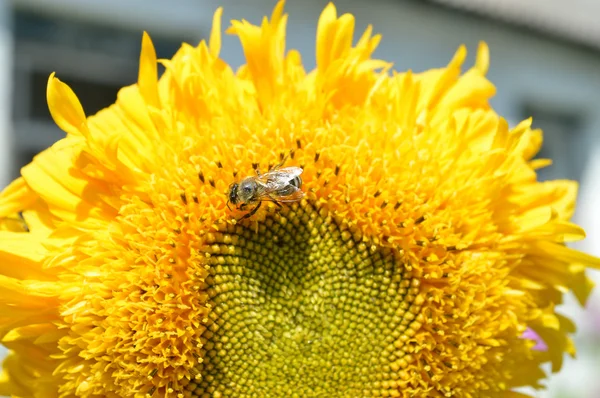 Dos abejas en un girasol — Foto de Stock