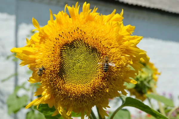 Twee bijen op een zonnebloem — Stockfoto